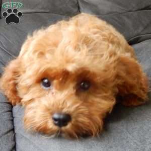 Rambo (micro), Cavapoo Puppy